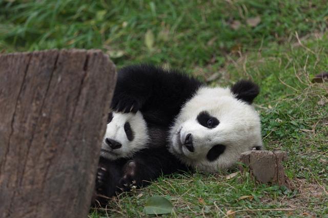 062 Chengdu, giant panda research center, reuzenpanda.jpg